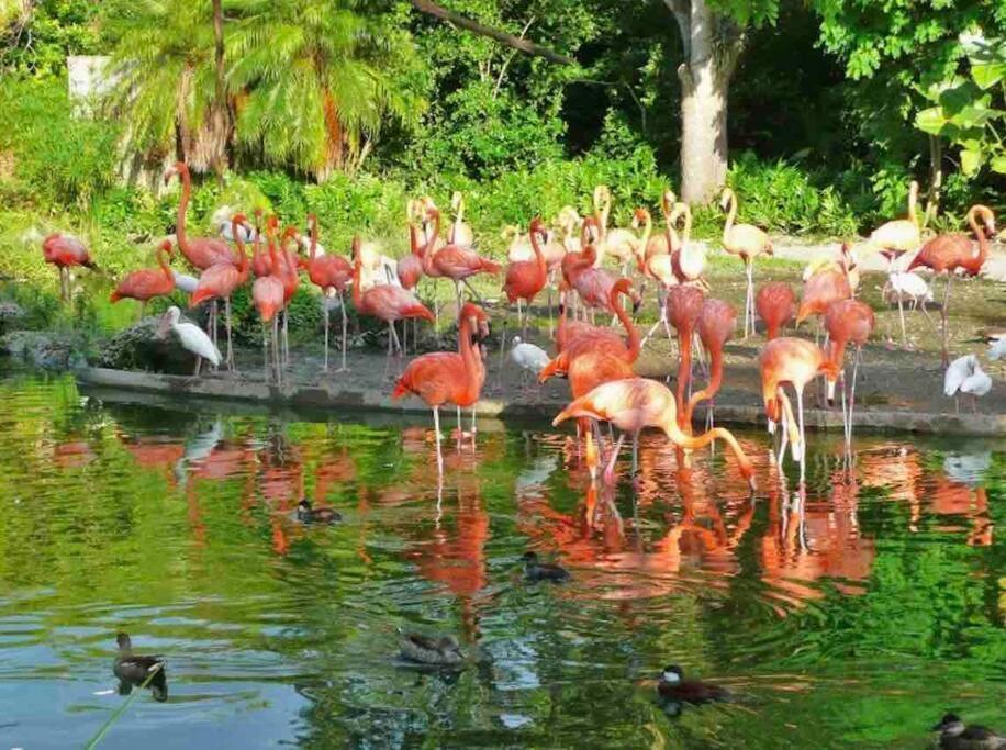 Amazing & Cozy Duplex Near Zoo Miami ! Villa Exteriör bild